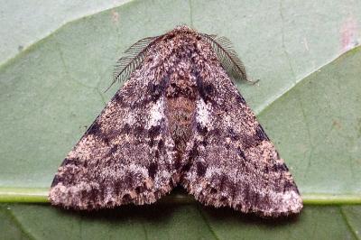 <i>Lycia hirtaria</i>