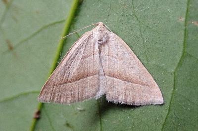<i>Petrophora chlorosata</i>
