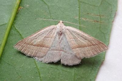 <i>Petrophora chlorosata</i>