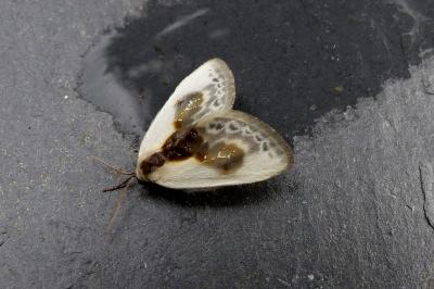 <i>Cilix glaucata</i>