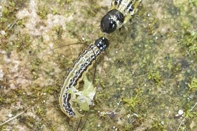 <i>Cydalima perspectalis</i>