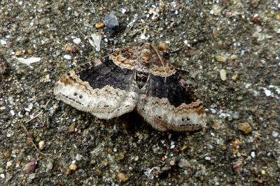 <i>Xanthorhoe ferrugata</i>