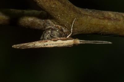 <i>Plutella xylostella</i>