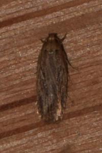 <i>Depressaria daucella</i>