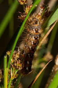 <i>Acronicta rumicis</i>