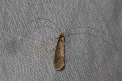 <i>Nematopogon metaxella</i>