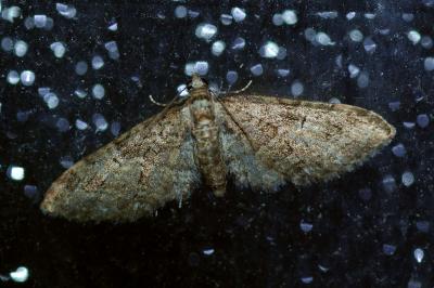 <i>Eupithecia abbreviata</i>