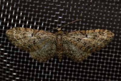 <i>Eupithecia dodoneata</i>