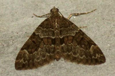 <i>Thera britannica/obeliscata/variata</i>