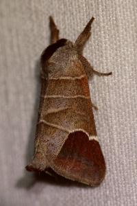 <i>Clostera curtula</i>