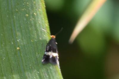 <i>Stigmella aurella</i>