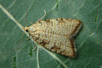 <i>Aleimma loeflingiana</i>