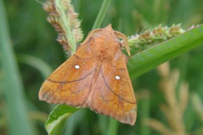 <i>Odonestis pruni</i>