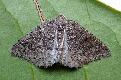<i>Aleucis distinctata</i>