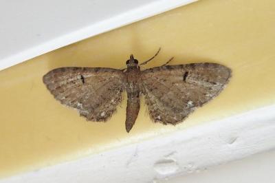 Eupithecia