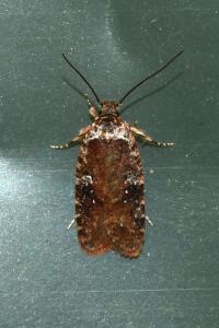 <i>Agonopterix purpurea</i>