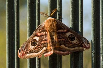 <i>Saturnia pavonia</i>