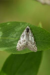 <i>Nola confusalis</i>