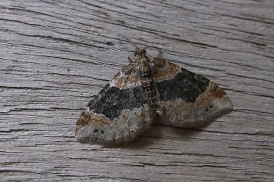<i>Xanthorhoe ferrugata</i>