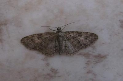 <i>Eupithecia dodoneata</i>
