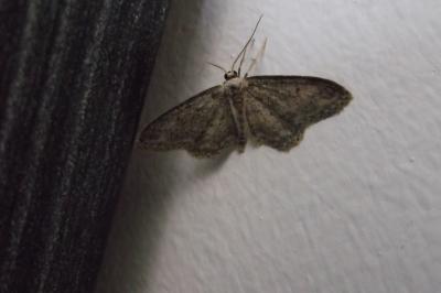 <i>Idaea seriata</i>