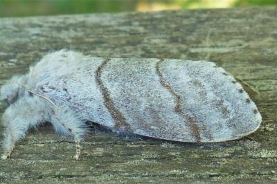 <i>Calliteara pudibunda</i>