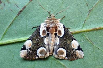 <i>Thyatira batis</i>
