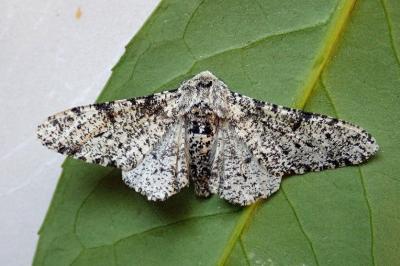 <i>Biston betularia</i>