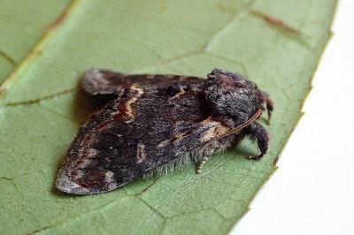 <i>Notodonta dromedarius</i>