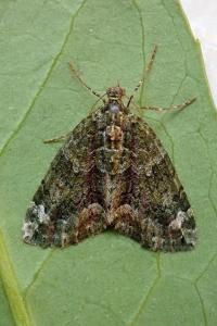 <i>Chloroclysta siterata</i>