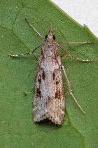 <i>Eudonia angustea</i>