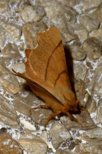 <i>Ennomos erosaria</i>