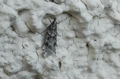 <i>Eudonia angustea</i>