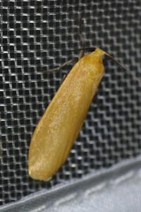<i>Wittia sororcula</i>
