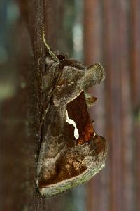 <i>Macdunnoughia confusa</i>