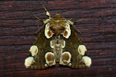 <i>Thyatira batis</i>