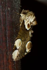 <i>Thyatira batis</i>