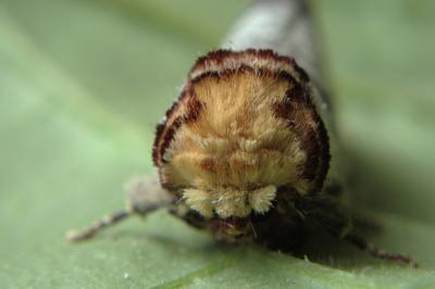 <i>Phalera bucephala</i>