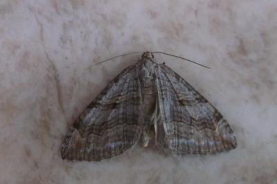 <i>Aplocera efformata</i>