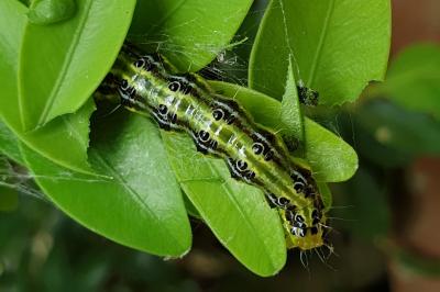 <i>Cydalima perspectalis</i>