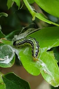 <i>Cydalima perspectalis</i>
