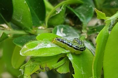 <i>Cydalima perspectalis</i>