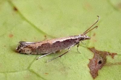 <i>Plutella xylostella</i>