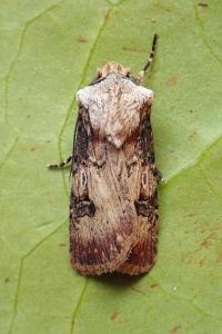 <i>Agrotis puta</i>