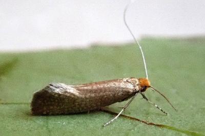 <i>Nematopogon adansoniella</i>