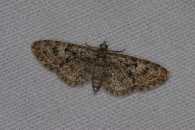 <i>Eupithecia dodoneata</i>