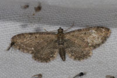 <i>Eupithecia vulgata</i>