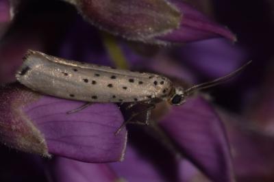 <i>Yponomeuta sedella</i>