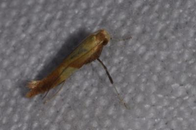 <i>Caloptilia robustella</i>