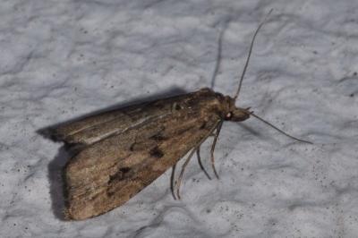 <i>Schrankia costaestrigalis</i>